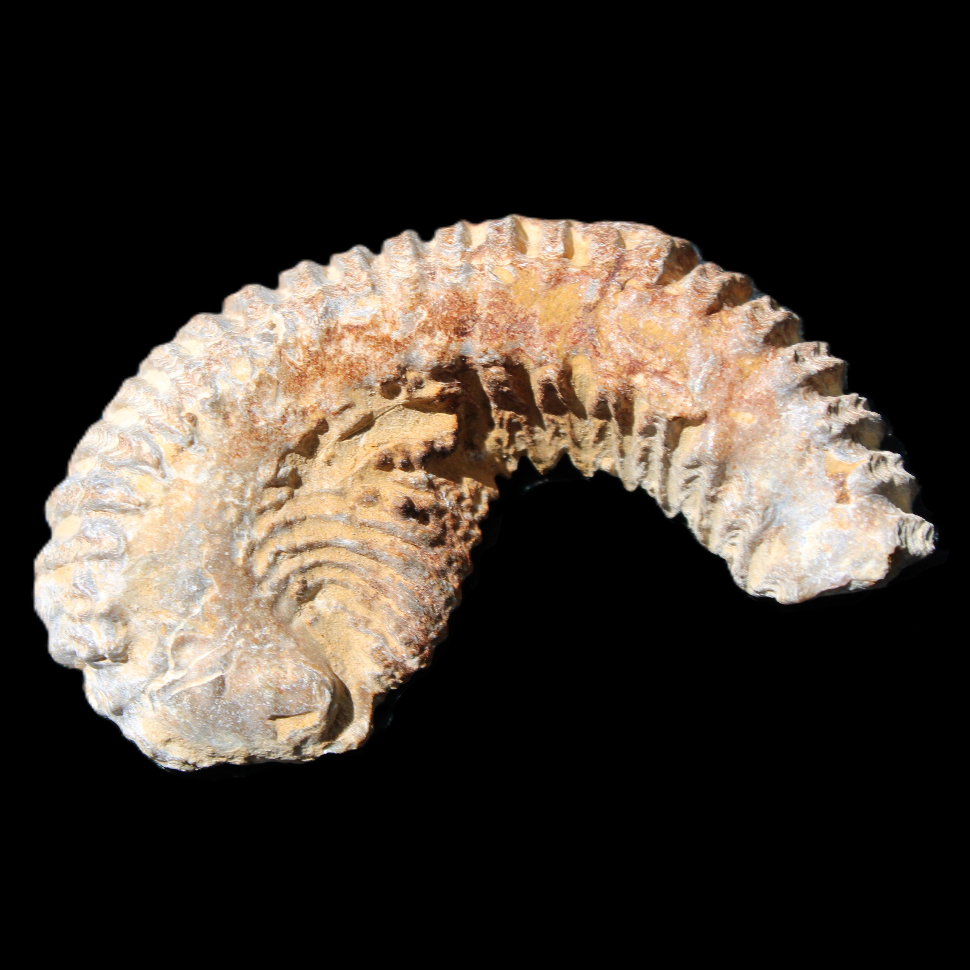 Zipper Oyster half from Madagascar 71*44*15mm 42g in sunlight - Rocks and Things Store