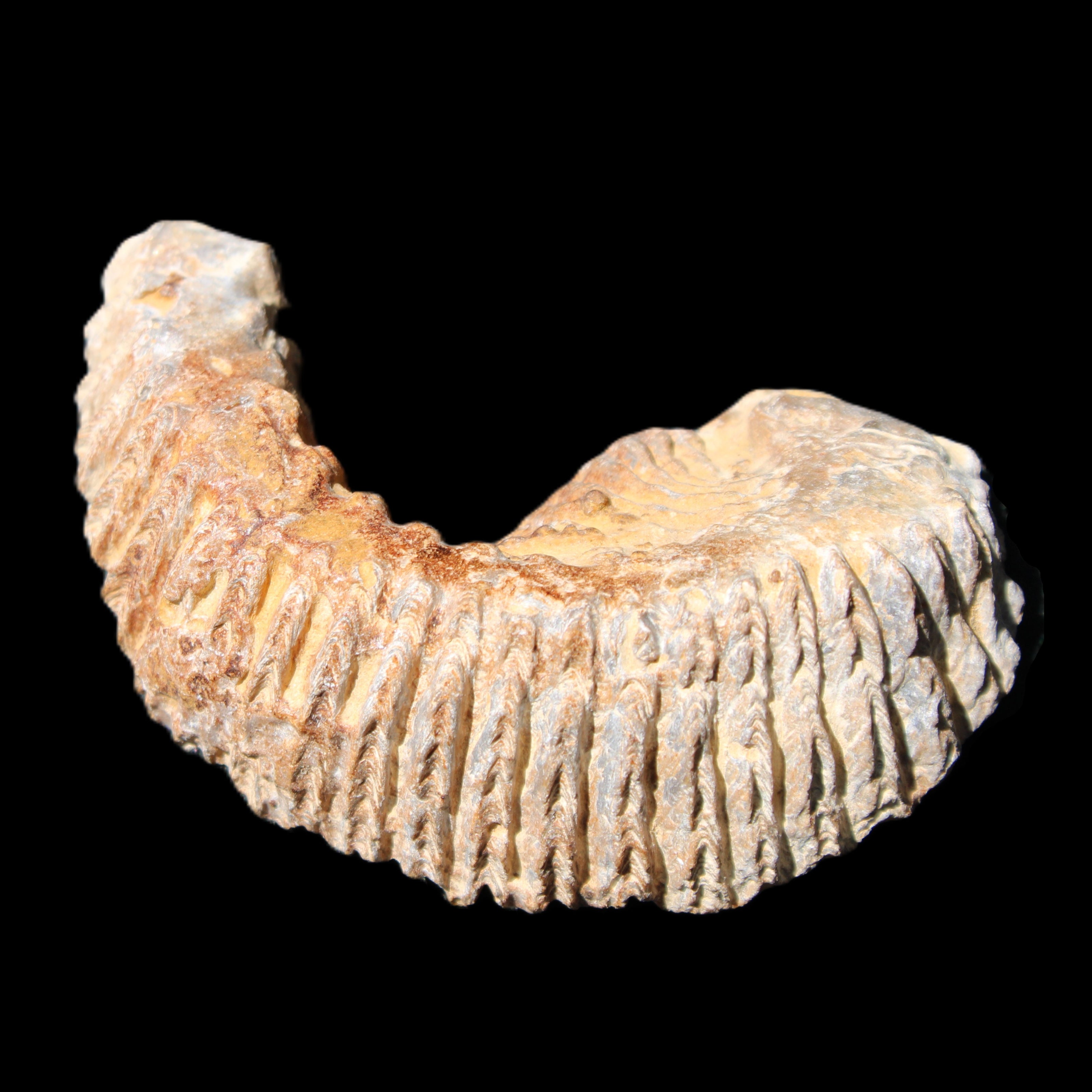 Zipper Oyster half from Madagascar 71*44*15mm 42g in sunlight - Rocks and Things Store