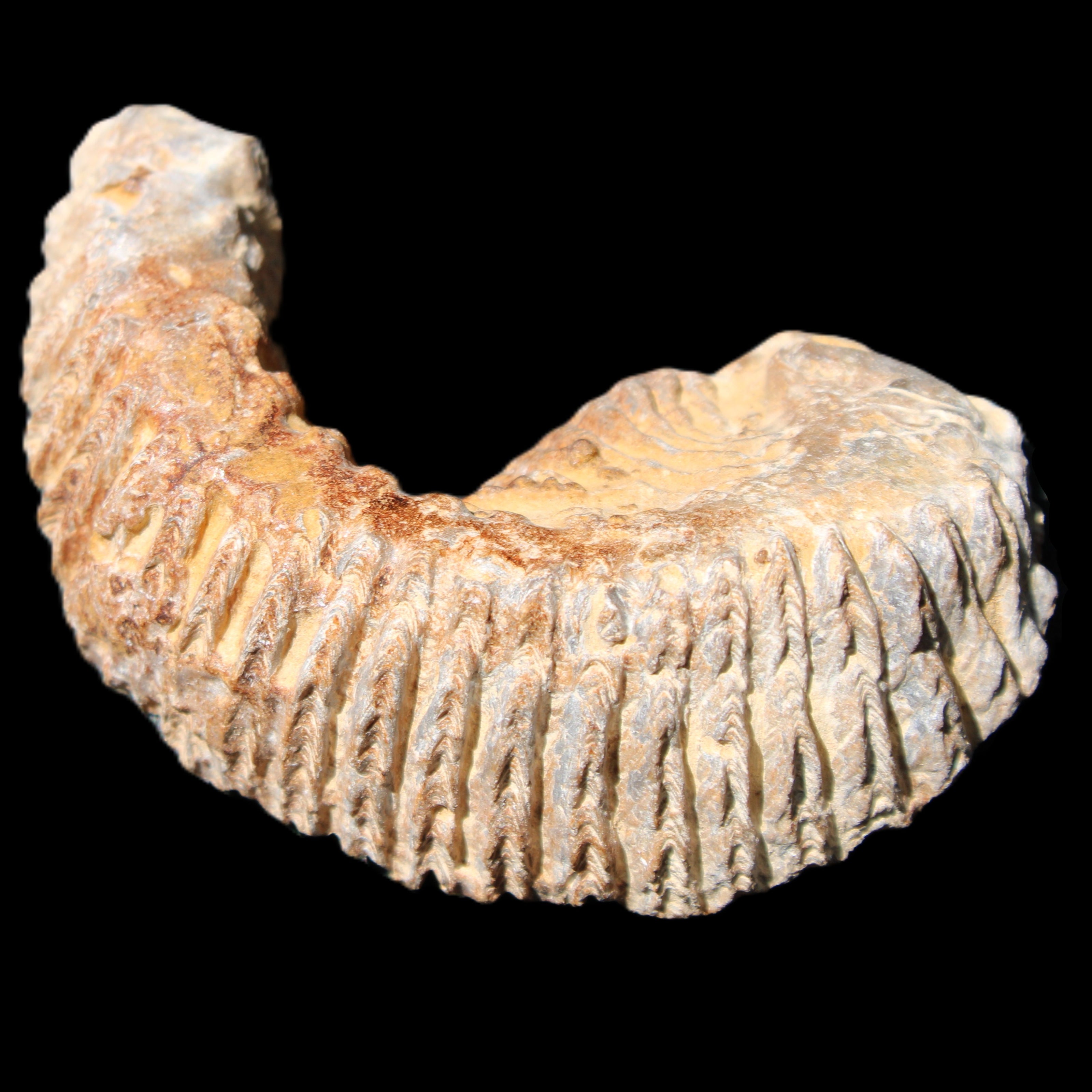 Zipper Oyster half from Madagascar 71*44*15mm 42g in sunlight - Rocks and Things Store