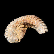 Zipper Oyster half from Madagascar 71*44*15mm 42g in sunlight - Rocks and Things Store