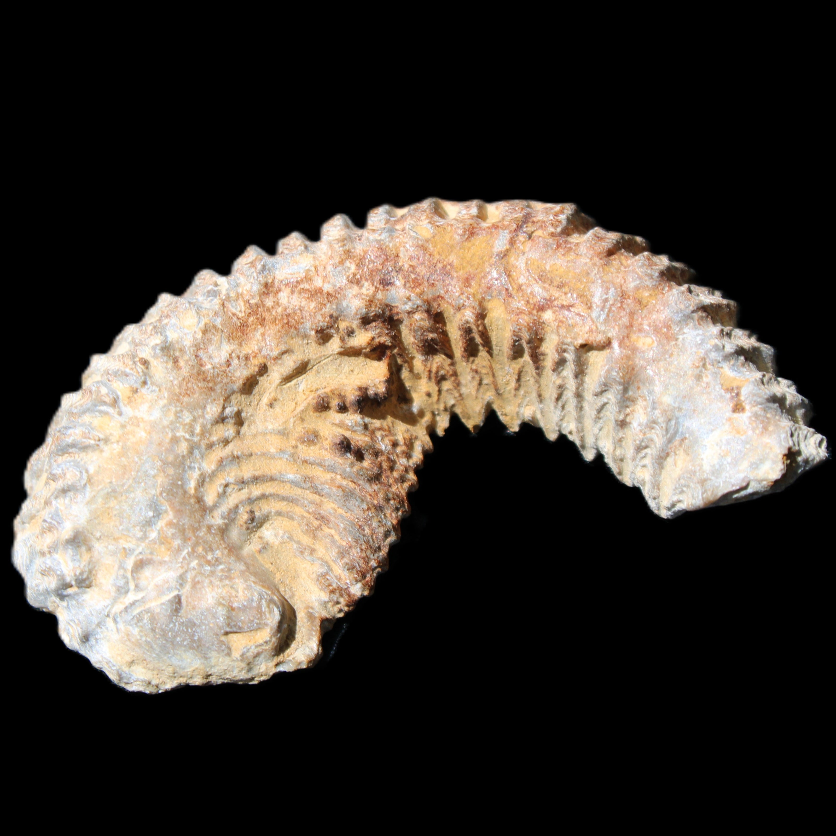 Zipper Oyster half from Madagascar 71*44*15mm 42g in sunlight - Rocks and Things Store