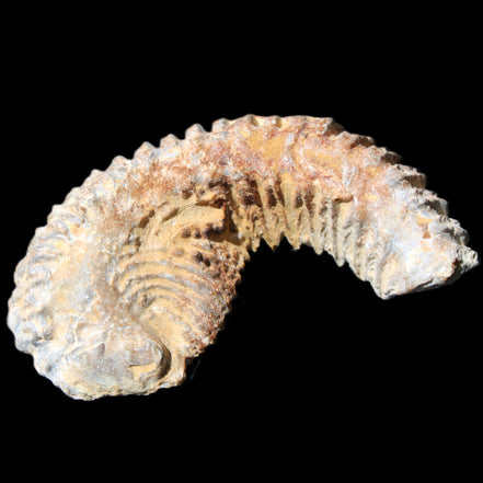 Zipper Oyster half from Madagascar 71*44*15mm 42g in sunlight - Rocks and Things Store
