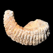 Zipper Oyster half from Madagascar 71*44*15mm 42g in sunlight - Rocks and Things Store