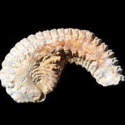 Zipper Oyster half from Madagascar 71*44*15mm 42g in sunlight - Rocks and Things Store