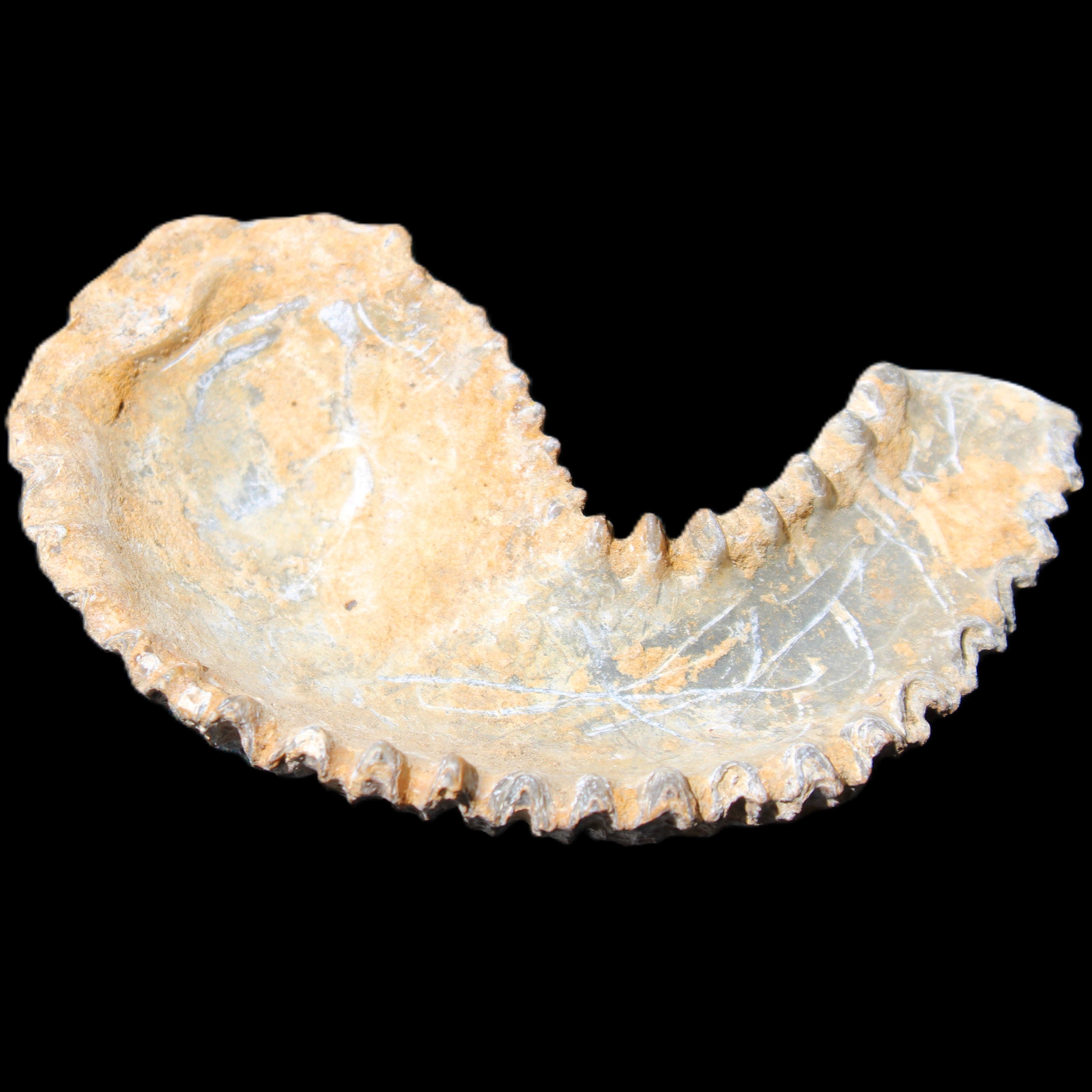 Zipper Oyster half from Madagascar 71*44*15mm 42g in sunlight - Rocks and Things Store