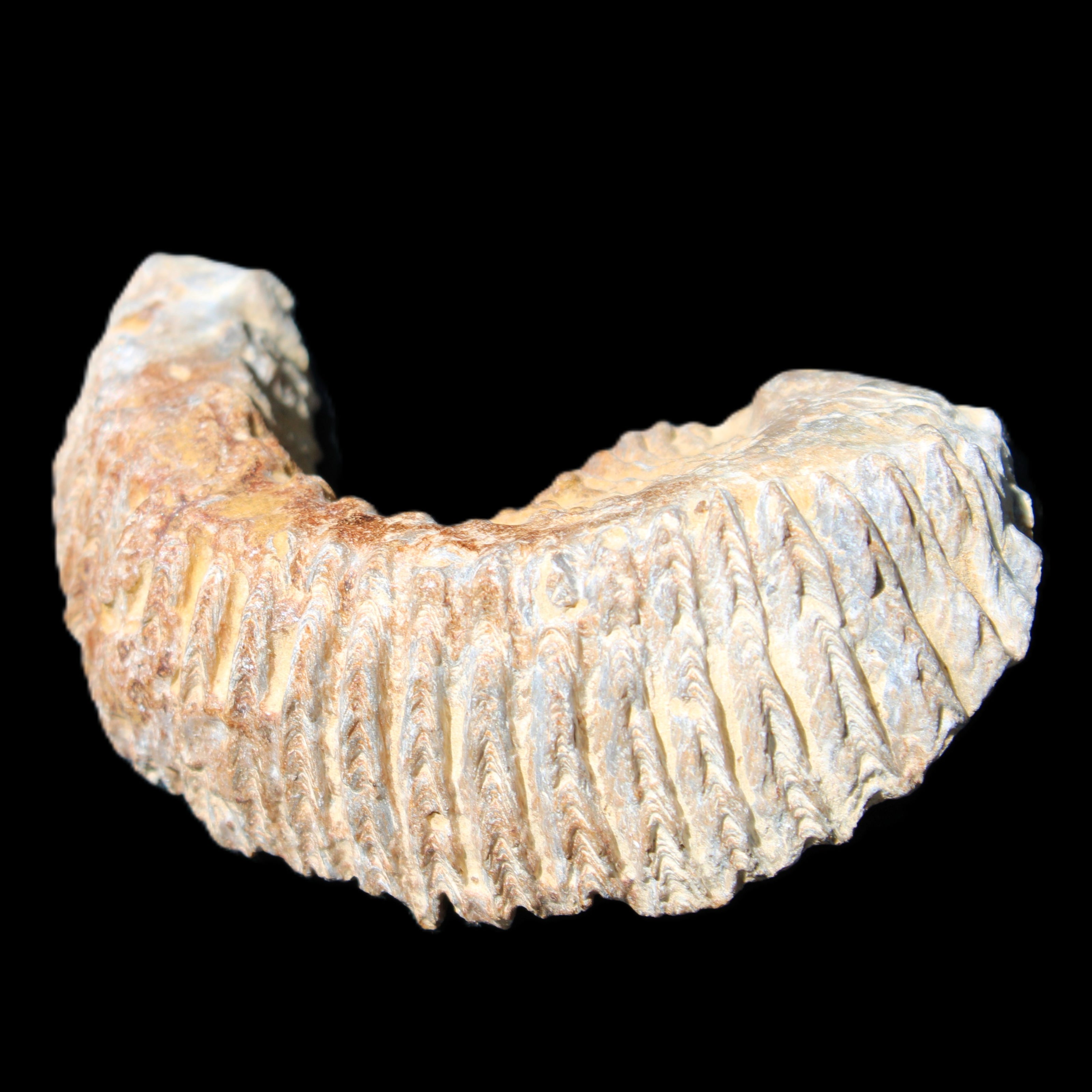 Zipper Oyster half from Madagascar 71*44*15mm 42g in sunlight - Rocks and Things Store