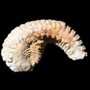 Zipper Oyster half from Madagascar 71*44*15mm 42g in sunlight - Rocks and Things Store
