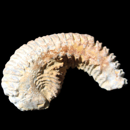 Zipper Oyster half from Madagascar 71*44*15mm 42g in sunlight - Rocks and Things Store