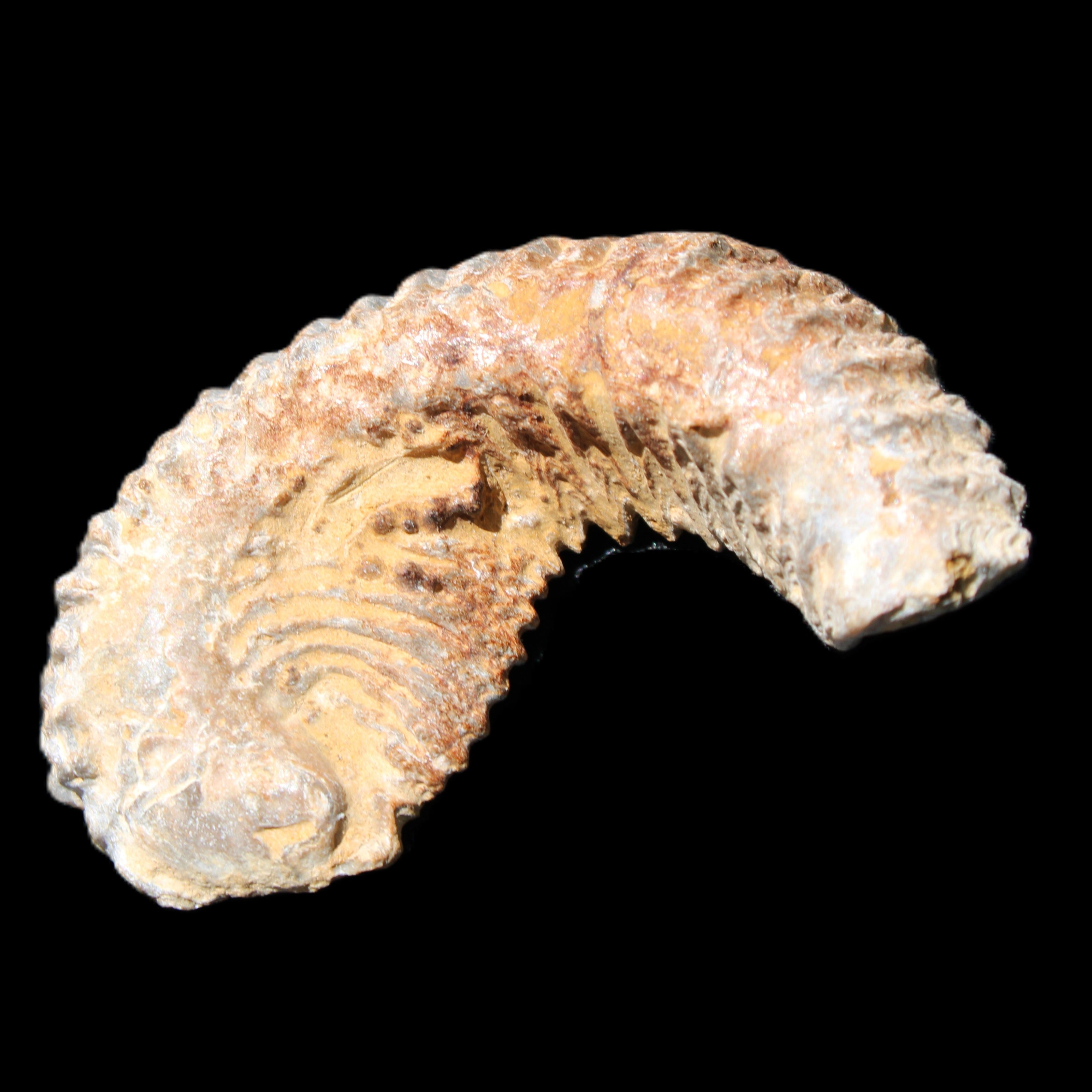 Zipper Oyster half from Madagascar 71*44*15mm 42g in sunlight - Rocks and Things Store