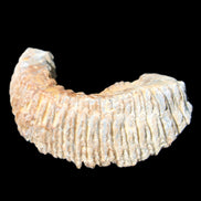 Zipper Oyster half from Madagascar 71*44*15mm 42g in sunlight - Rocks and Things Store