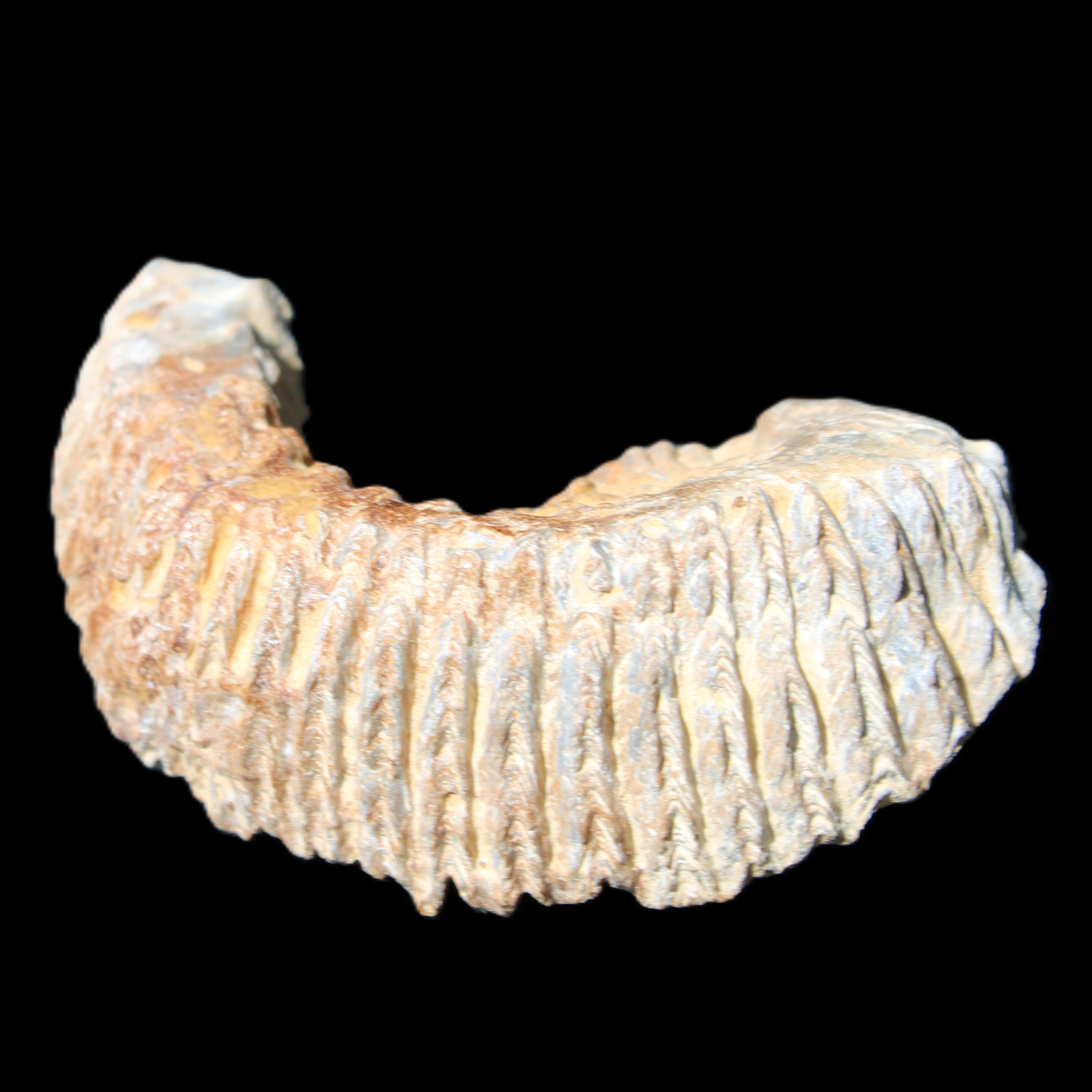 Zipper Oyster half from Madagascar 71*44*15mm 42g in sunlight - Rocks and Things Store