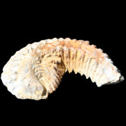 Zipper Oyster half from Madagascar 71*44*15mm 42g in sunlight - Rocks and Things Store