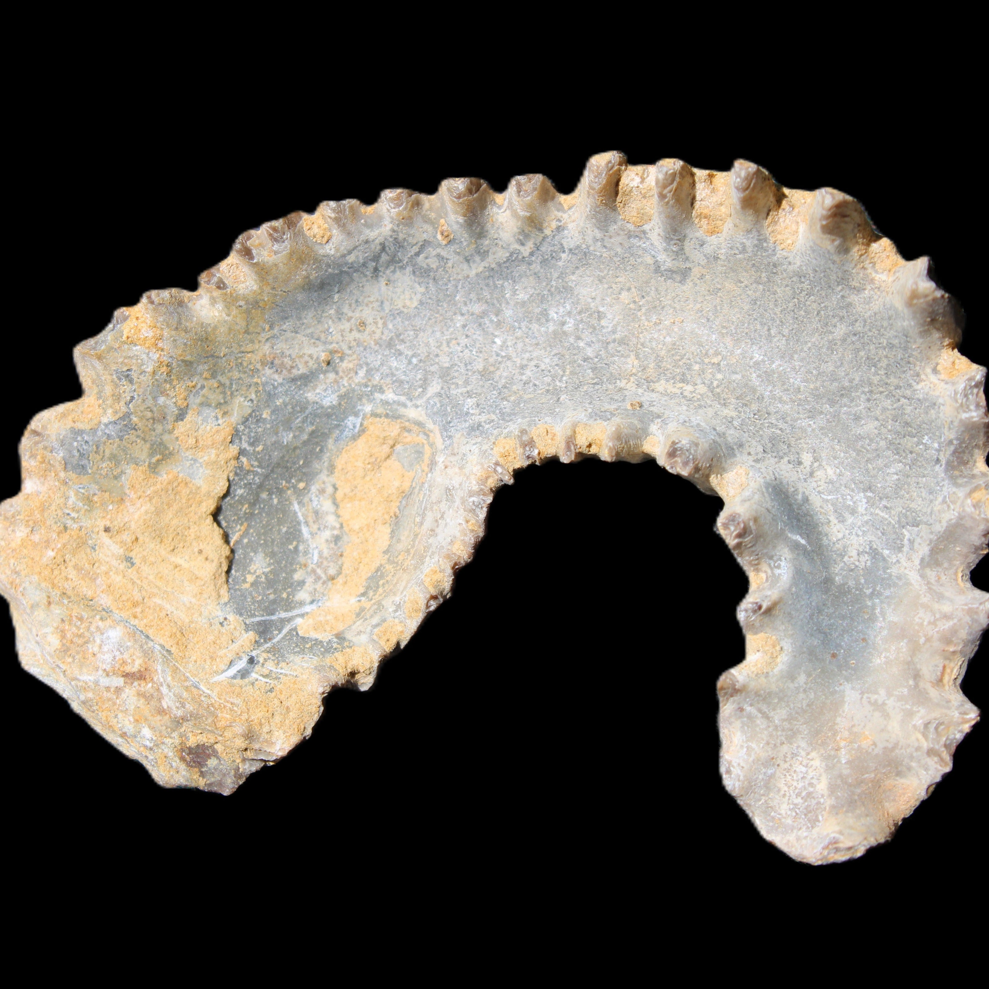 Zipper Oyster half from Madagascar 75*45*20mm 32g in sunlight - Rocks and Things Store