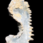 Zipper Oyster half from Madagascar 75*45*20mm 32g in sunlight - Rocks and Things Store
