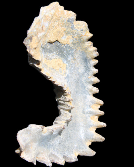 Zipper Oyster half from Madagascar 75*45*20mm 32g in sunlight - Rocks and Things Store