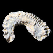 Zipper Oyster half from Madagascar 75*45*20mm 32g in sunlight - Rocks and Things Store