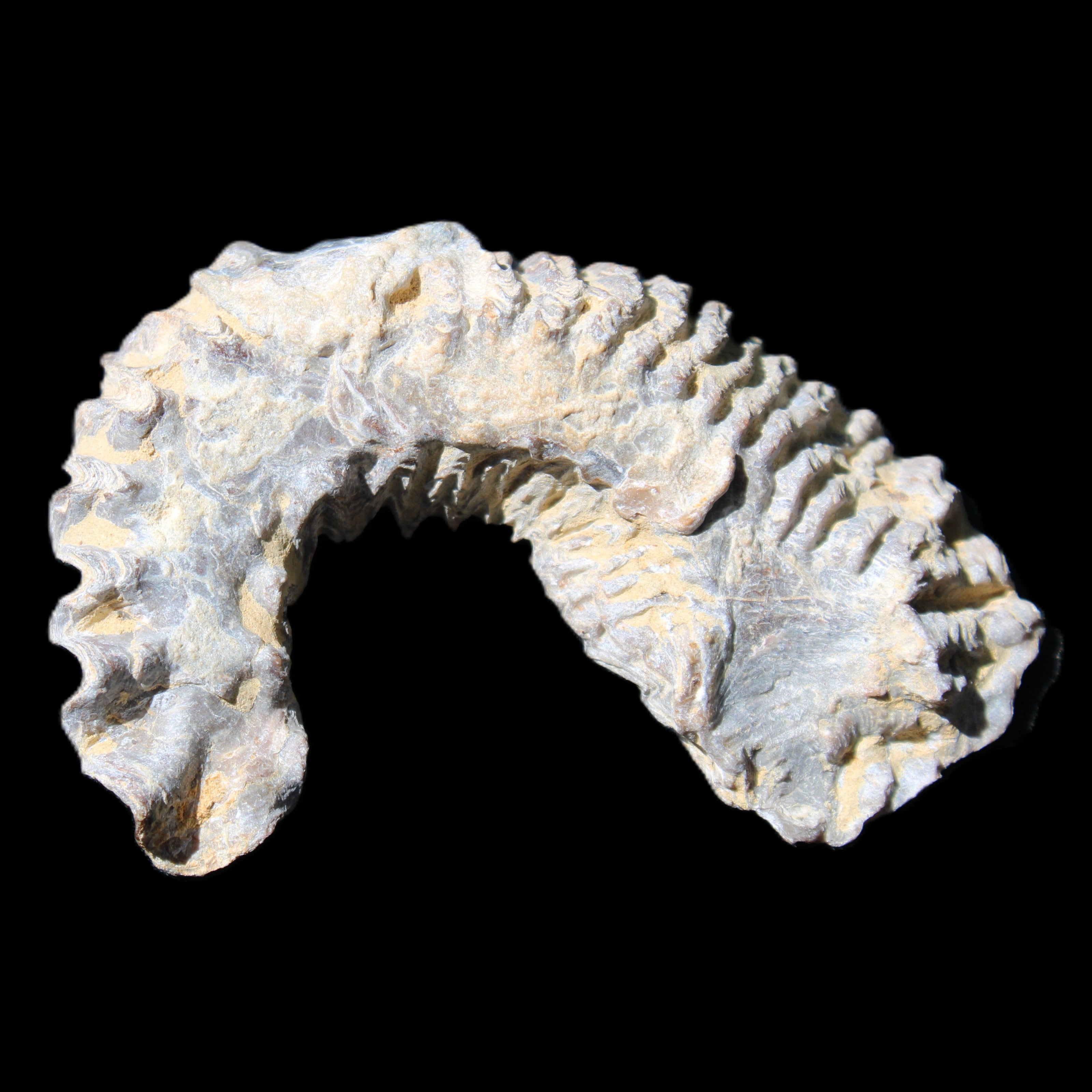 Zipper Oyster half from Madagascar 75*45*20mm 32g in sunlight - Rocks and Things Store