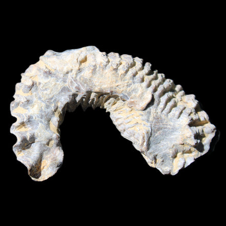 Zipper Oyster half from Madagascar 75*45*20mm 32g in sunlight - Rocks and Things Store
