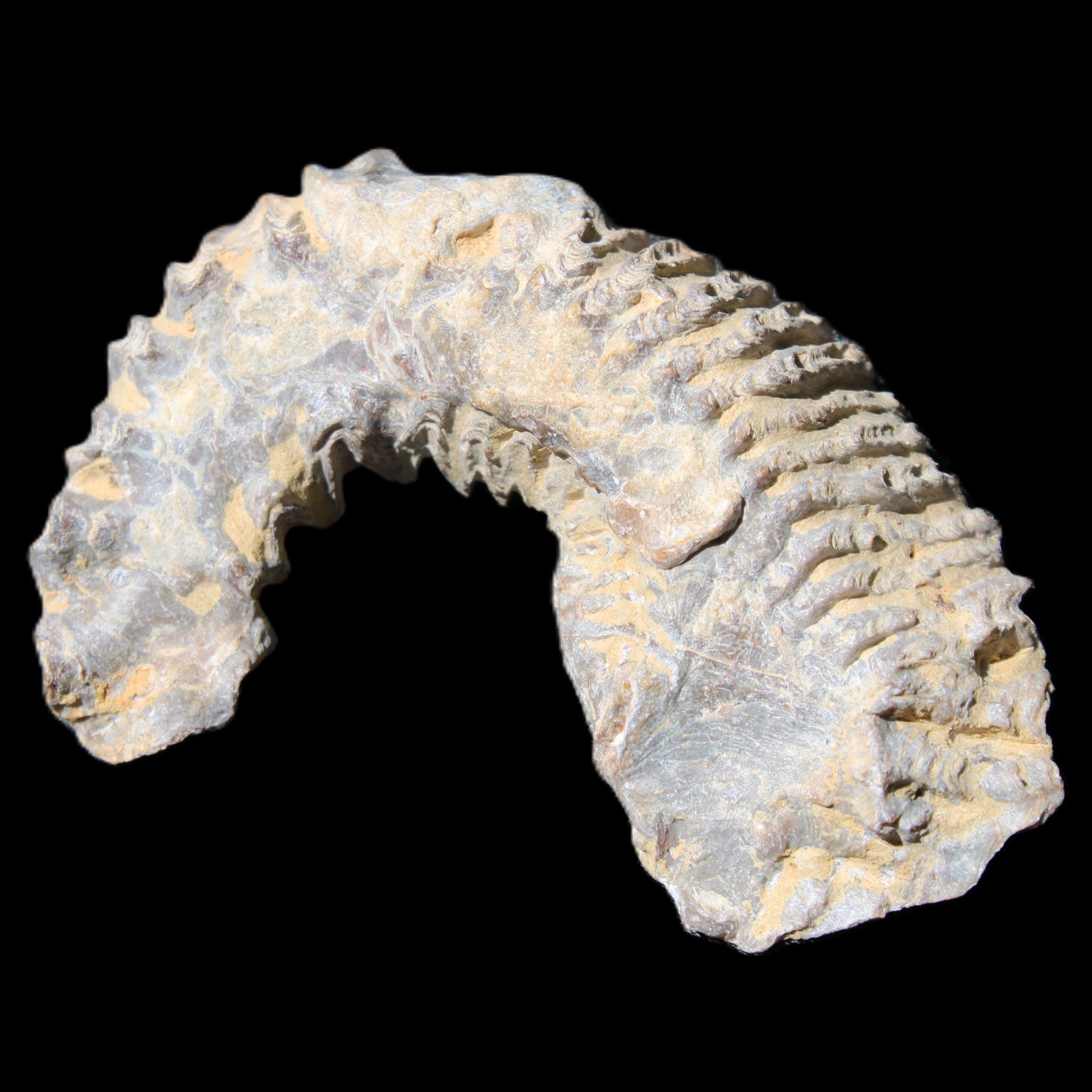 Zipper Oyster half from Madagascar 75*45*20mm 32g in sunlight - Rocks and Things Store