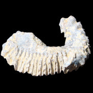 Zipper Oyster half from Madagascar 75*45*20mm 32g in sunlight - Rocks and Things Store