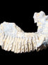 Zipper Oyster half from Madagascar 75*45*20mm 32g in sunlight - Rocks and Things Store