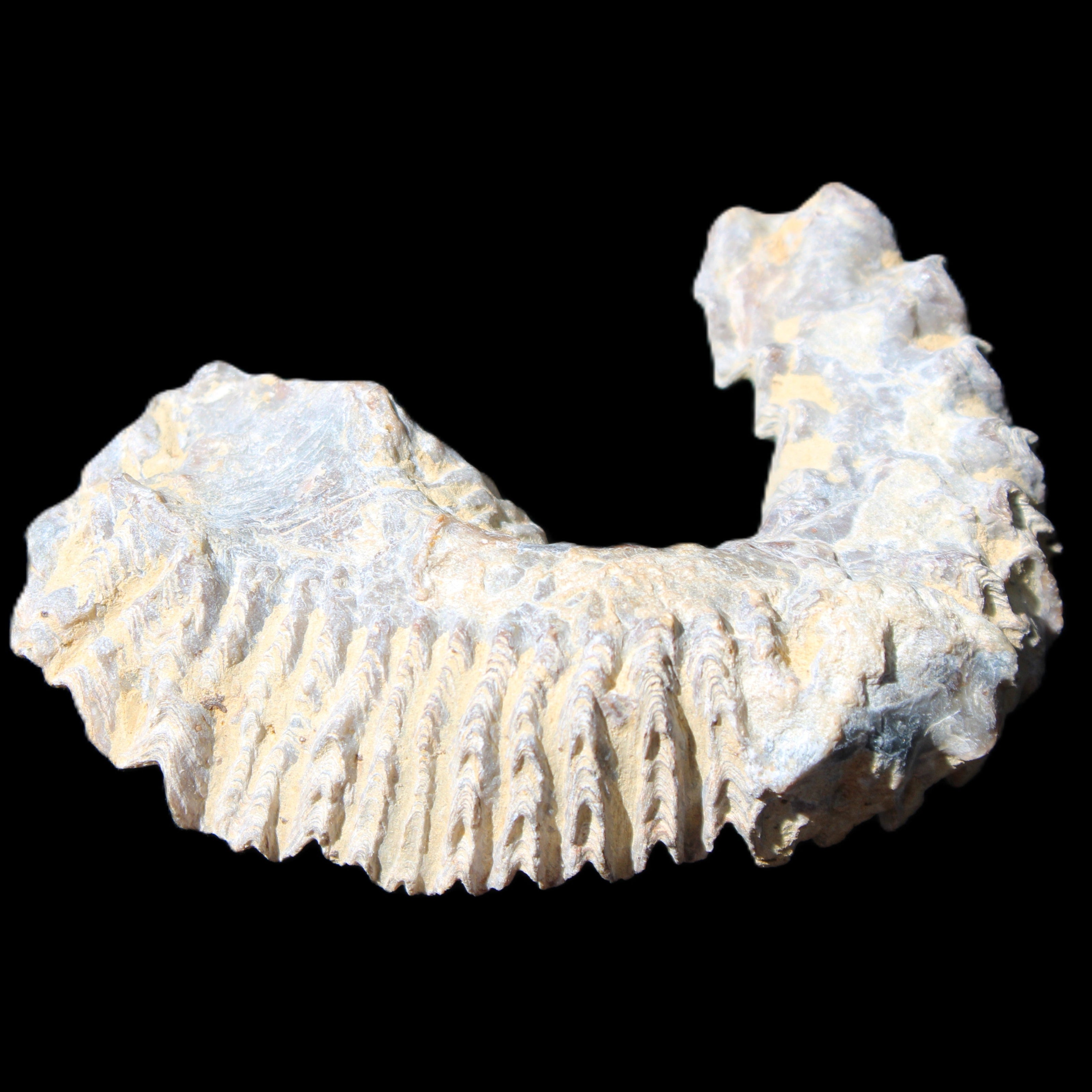 Zipper Oyster half from Madagascar 75*45*20mm 32g in sunlight - Rocks and Things Store