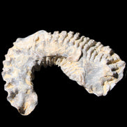 Zipper Oyster half from Madagascar 75*45*20mm 32g in sunlight - Rocks and Things Store