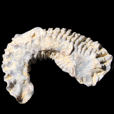 Zipper Oyster half from Madagascar 75*45*20mm 32g in sunlight - Rocks and Things Store