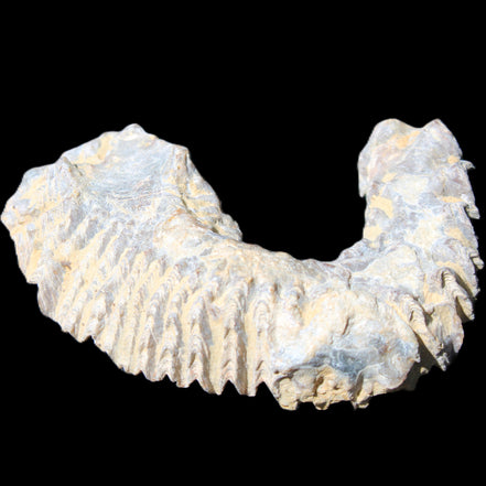 Zipper Oyster half from Madagascar 75*45*20mm 32g in sunlight - Rocks and Things Store