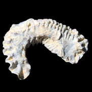 Zipper Oyster half from Madagascar 75*45*20mm 32g in sunlight - Rocks and Things Store