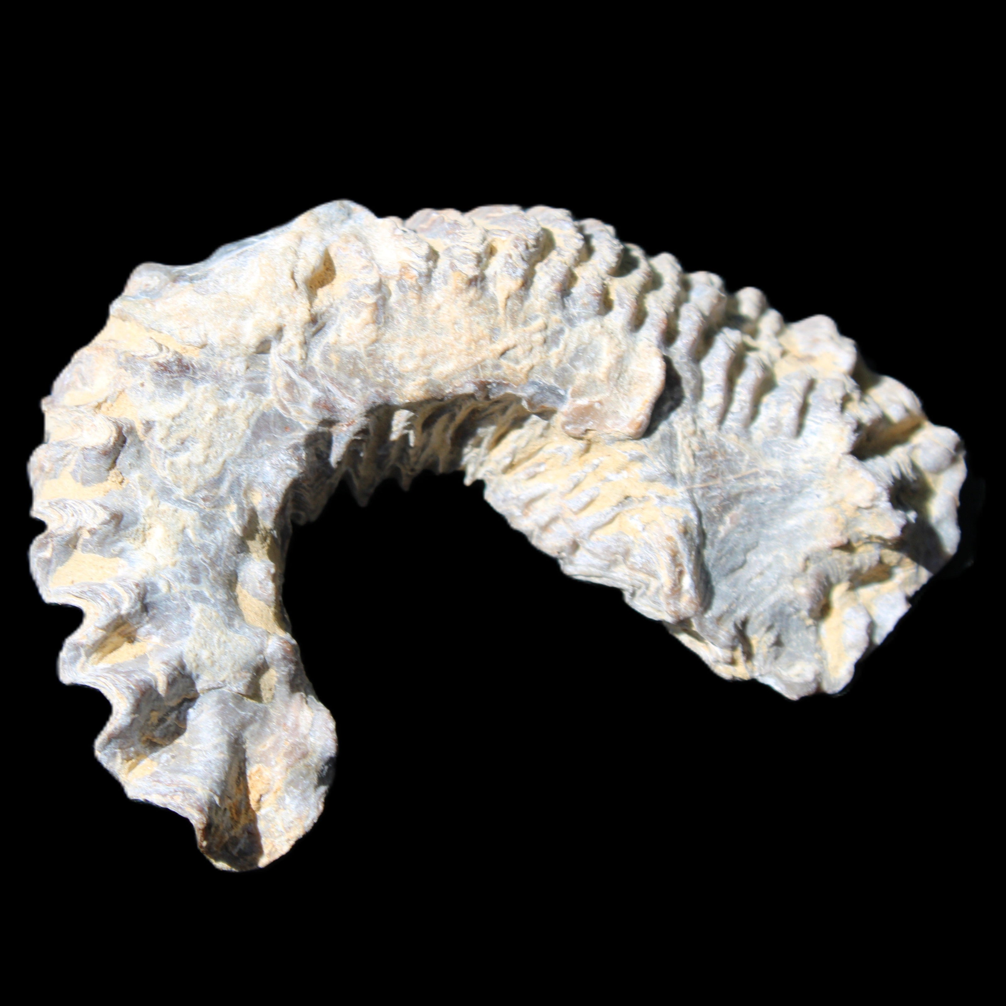 Zipper Oyster half from Madagascar 75*45*20mm 32g in sunlight - Rocks and Things Store