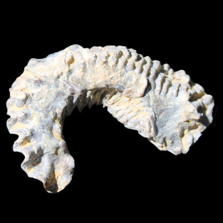 Zipper Oyster half from Madagascar 75*45*20mm 32g in sunlight - Rocks and Things Store