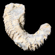 Zipper Oyster half from Madagascar 75*45*20mm 32g in sunlight - Rocks and Things Store