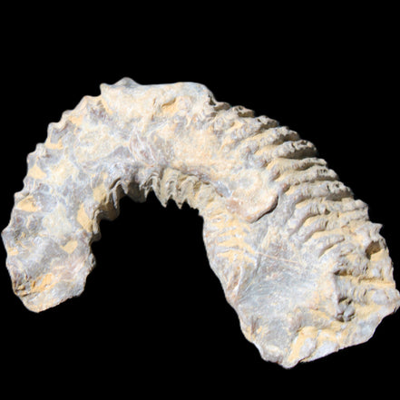 Zipper Oyster half from Madagascar 75*45*20mm 32g in sunlight - Rocks and Things Store