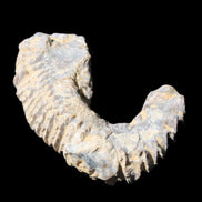 Zipper Oyster half from Madagascar 75*45*20mm 32g in sunlight - Rocks and Things Store