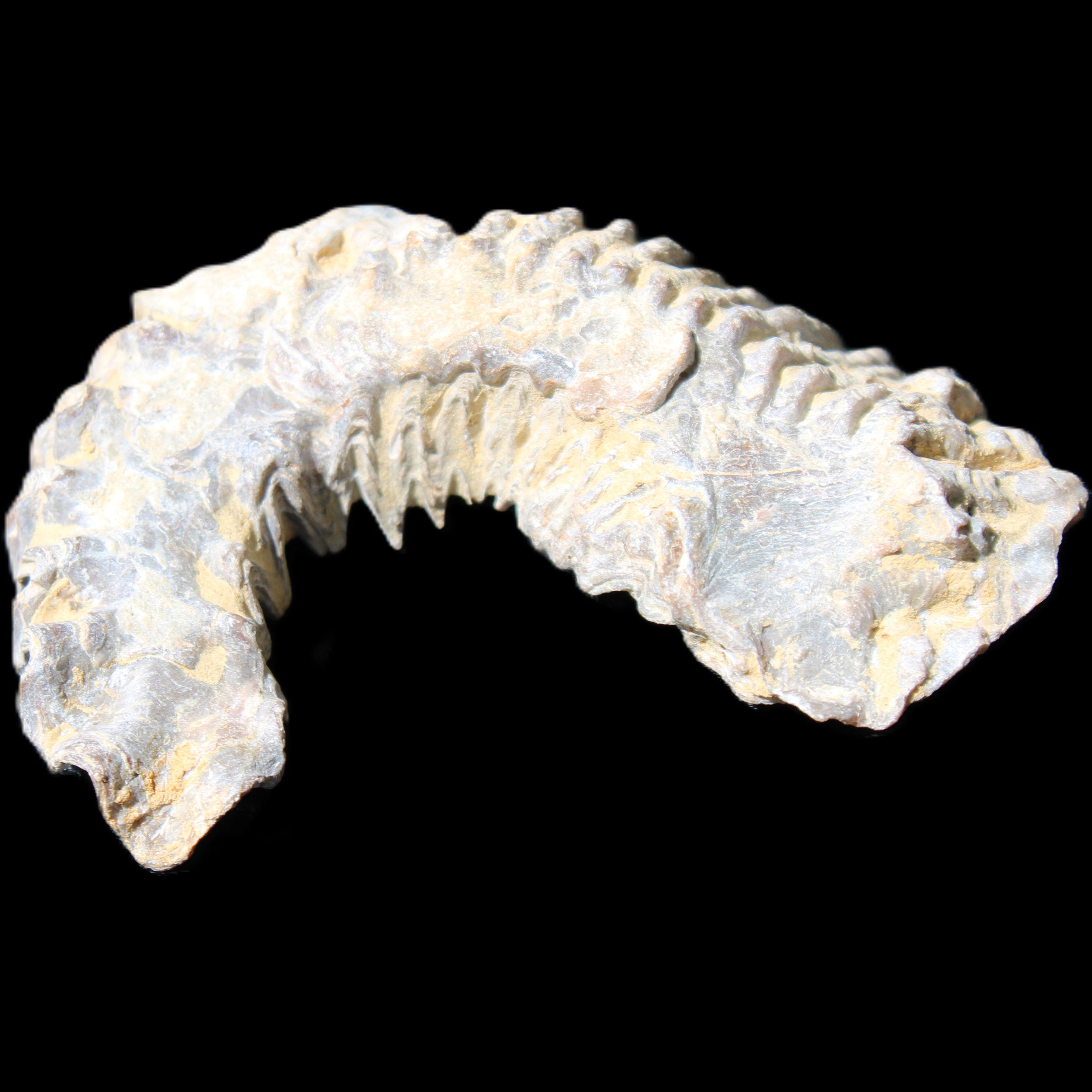 Zipper Oyster half from Madagascar 75*45*20mm 32g in sunlight - Rocks and Things Store