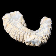 Zipper Oyster half from Madagascar 75*45*20mm 32g in sunlight - Rocks and Things Store