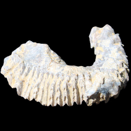 Zipper Oyster half from Madagascar 75*45*20mm 32g in sunlight - Rocks and Things Store
