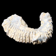 Zipper Oyster half from Madagascar 75*45*20mm 32g in sunlight - Rocks and Things Store