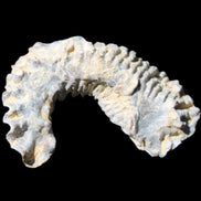 Zipper Oyster half from Madagascar 75*45*20mm 32g in sunlight - Rocks and Things Store