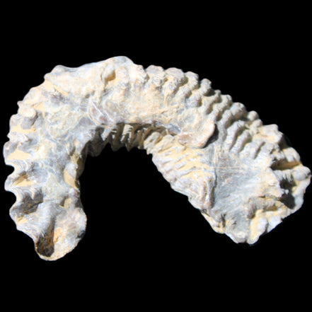Zipper Oyster half from Madagascar 75*45*20mm 32g in sunlight - Rocks and Things Store