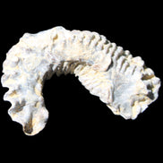 Zipper Oyster half from Madagascar 75*45*20mm 32g in sunlight - Rocks and Things Store