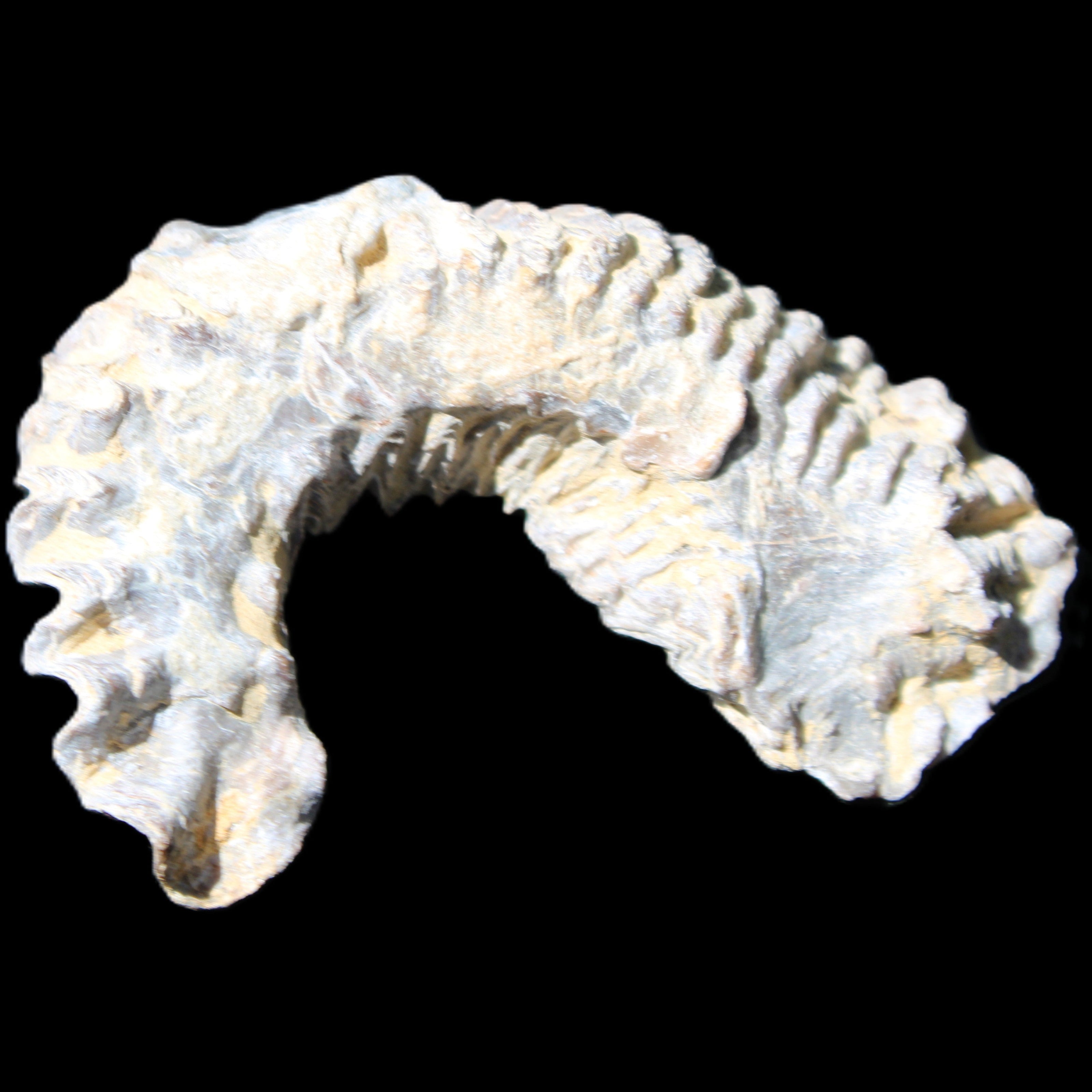 Zipper Oyster half from Madagascar 75*45*20mm 32g in sunlight - Rocks and Things Store