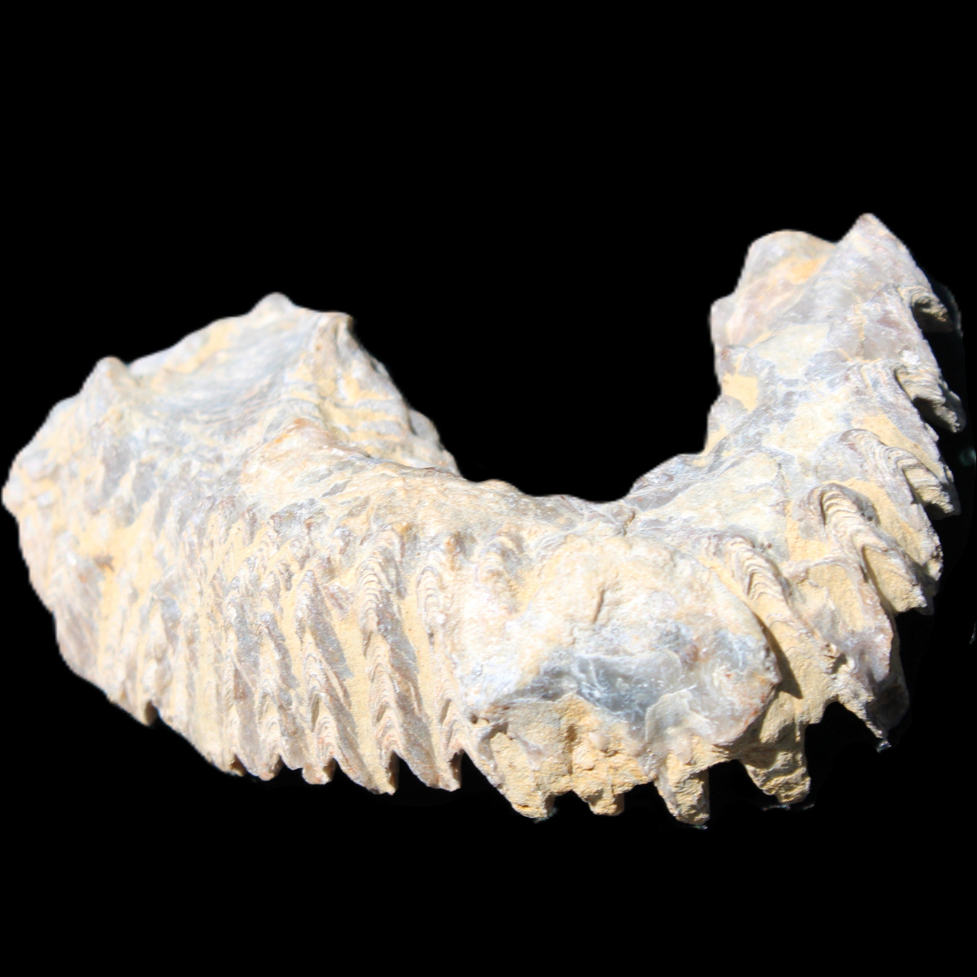Zipper Oyster half from Madagascar 75*45*20mm 32g in sunlight - Rocks and Things Store