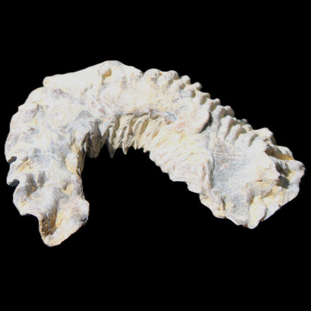 Zipper Oyster half from Madagascar 75*45*20mm 32g in sunlight - Rocks and Things Store
