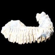 Zipper Oyster half from Madagascar 75*45*20mm 32g in sunlight - Rocks and Things Store