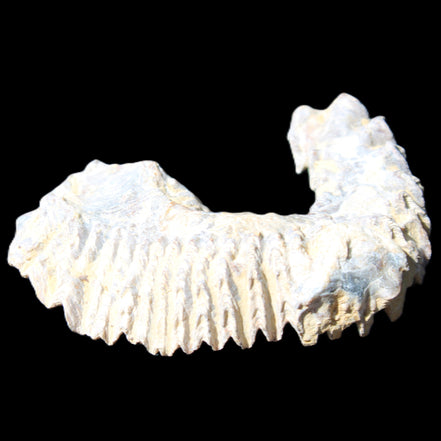 Zipper Oyster half from Madagascar 75*45*20mm 32g in sunlight - Rocks and Things Store