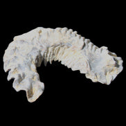 Zipper Oyster half from Madagascar 75*45*20mm 32g in sunlight - Rocks and Things Store