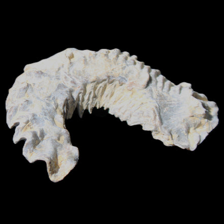Zipper Oyster half from Madagascar 75*45*20mm 32g in sunlight - Rocks and Things Store