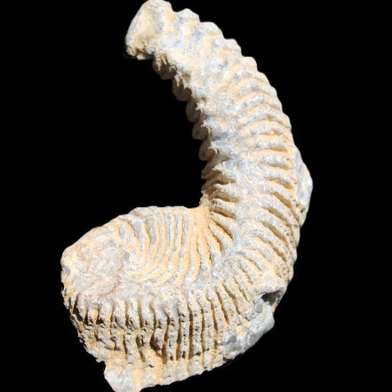 Zipper Oyster half from Madagascar 74*50*20mm 32g in sunlight - Rocks and Things Store